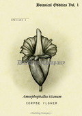 Corpse Flower Print