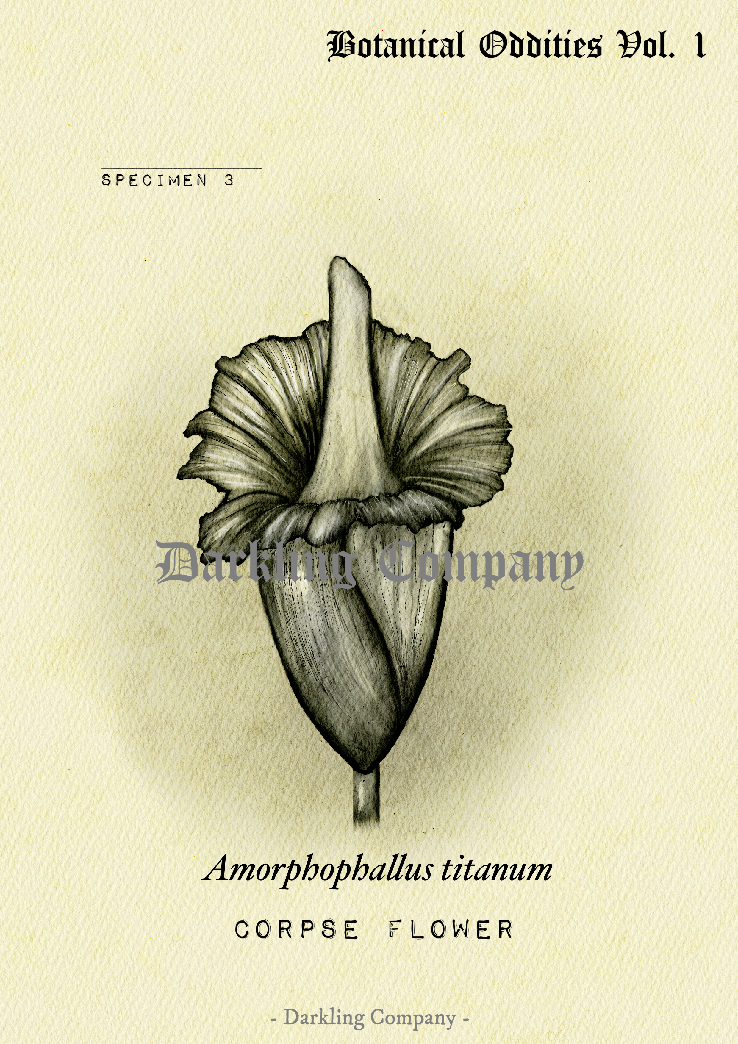 Corpse Flower Print