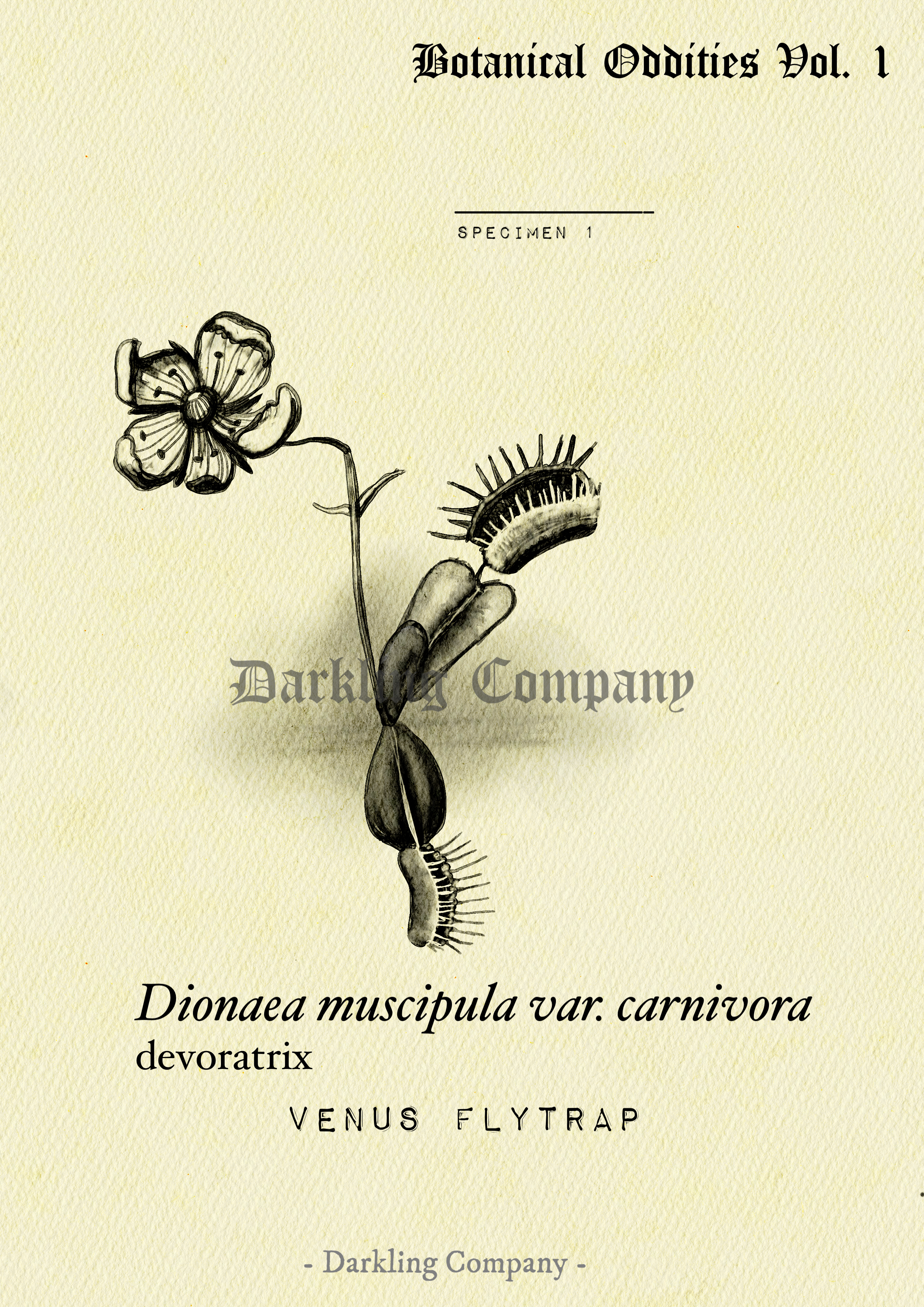 Venus Flytrap Print