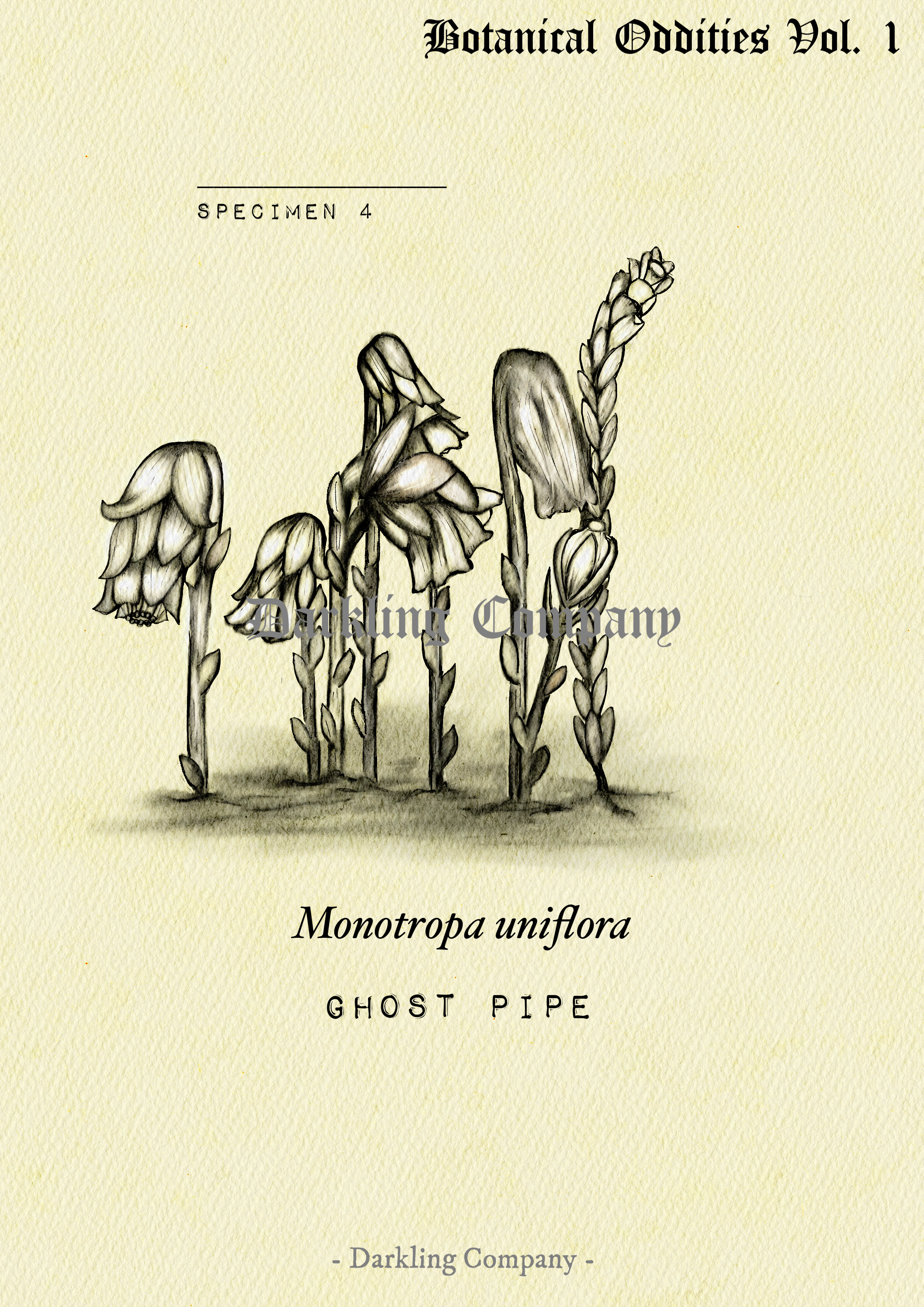 Ghost Pipe Print
